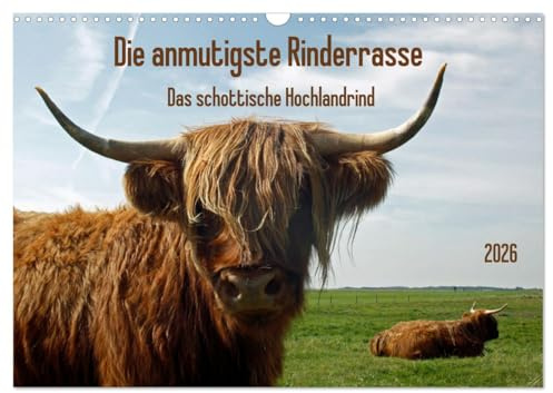 Die anmutigste Rinderrasse - Das schottische Hochlandrind (Wandkalender 2026 DIN A3 quer), CALVENDO Monatskalender: Die schottischen Hochlandrinder ... Betrachter in ihren Bann. (CALVENDO Tiere)