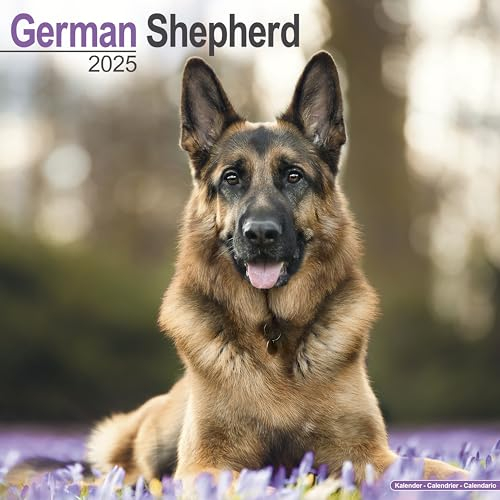 German Shepherd - Deutsche Schäferhunde 2025 - 16-Monatskalender: Original Avonside-Kalender [Mehrsprachig] [Kalender] (Wall-Kalender)