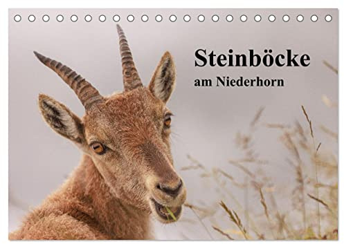 Steinböcke am Niederhorn (Tischkalender 2026 DIN A5 quer), CALVENDO Monatskalender: Steinbockporträts im Berner Oberland (CALVENDO Tiere)