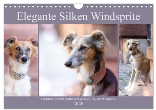 Elegante Silken Windsprite (Wandkalender 2026 DIN A4 quer), CALVENDO Monatskalender: Elegant, rasant, entspannt - der Silken Windsprite (CALVENDO Tiere)