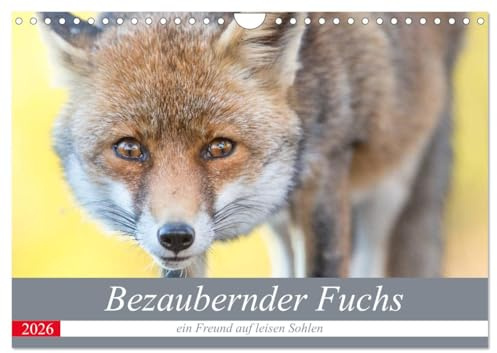 Bezaubernder Fuchs - ein Freund auf leisen Sohlen (Wandkalender 2026 DIN A4 quer), CALVENDO Monatskalender: Ein wilder Fuchs - 12 großartige Fotos. (CALVENDO Tiere)