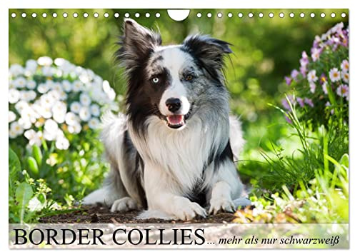 Border Collies - nicht nur schwarzweiß (Wandkalender 2026 DIN A4 quer), CALVENDO Monatskalender: Border Collies in vielen Farbschlägen (CALVENDO Tiere)