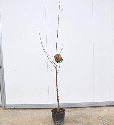 Albero di Ciliegio Ferrovia 3 Anni