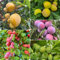 200 pcs Pflaumenbaum Winterhart Samen, exotische früchte topfpflanzen draußen winterhart Zwetschgenbaum, Mirabellenbaum, spalierobst balkonpflanzen winterhart garten deko, samen anzucht