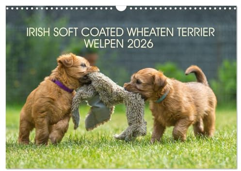 IRISH SOFT COATED WHEATEN TERRIER WELPEN 2026 (Wandkalender 2026 DIN A3 quer), CALVENDO Monatskalender: Mit den blonden Iren durch's Jahr... (CALVENDO Tiere)