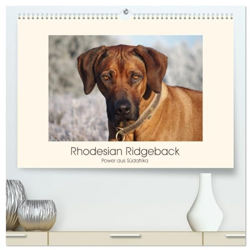 Rhodesian Ridgeback Power aus Südafrika (hochwertiger Premium Wandkalender 2026 DIN A2 quer), Kunstdruck in Hochglanz: Faszination Ridgeback - Ein Portrait (CALVENDO Tiere)