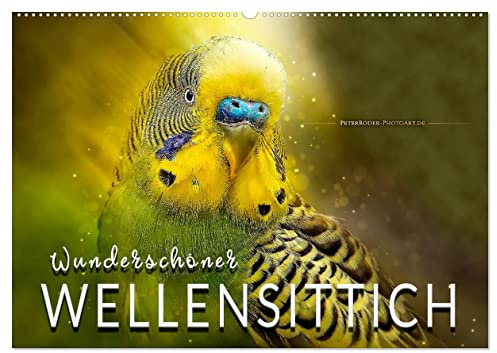 Wunderschöner Wellensittich (Wandkalender 2026 DIN A2 quer), CALVENDO Monatskalender: Eindrucksvolle Bilder der beliebten Vögel. (CALVENDO Tiere)