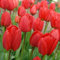 Tulpe Parade | 10 Stück | Darwin Hybrid | Rot | Tulpenzwiebeln | Schnittblume | 100% Blütegarantie