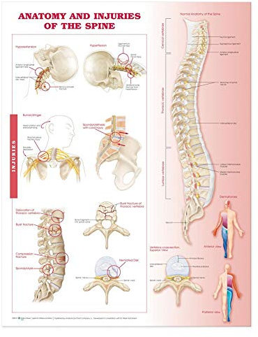 Anatomy and Injuries of the Spine Anatomical Chart