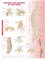 Anatomy and Injuries of the Spine Anatomical Chart