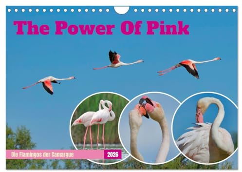 The Power Of Pink (Wandkalender 2026 DIN A4 quer), CALVENDO Monatskalender: Die Flamingos der Camargue (CALVENDO Tiere)