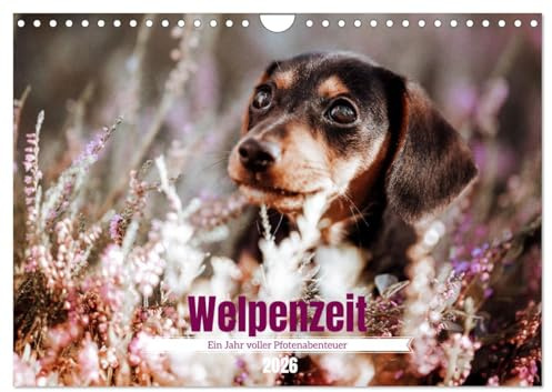 Welpenzeit - Ein Jahr voller spannender Pfotenabenteuer (Wandkalender 2026 DIN A4 quer), CALVENDO Monatskalender: Die Welpenzeit ist unwiderruflich ... für Hundeliebhaber bringen. (CALVENDO Tiere)