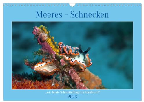 Meeres-Schnecken (Wandkalender 2026 DIN A3 quer), CALVENDO Monatskalender: Bunt wie Schmetterlinge im Korallenriff (CALVENDO Natur)