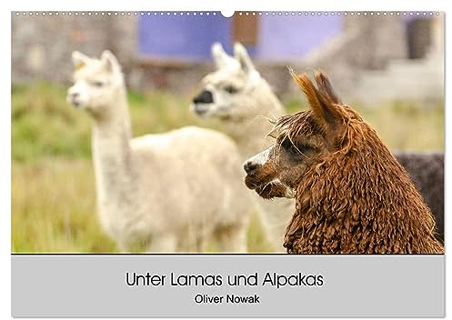Unter Lamas und Alpakas (Wandkalender 2026 DIN A2 quer), CALVENDO Monatskalender: Lamas und Alpakas in Südamerika (CALVENDO Tiere)