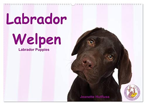 Labrador Welpen - Labrador Puppies (Wandkalender 2026 DIN A2 quer), CALVENDO Monatskalender: niedliche Labrador Welpen im Studio (CALVENDO Tiere)