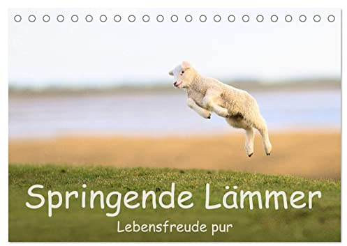 Springende Lämmer: Lebensfreude pur (Tischkalender 2026 DIN A5 quer), CALVENDO Monatskalender: Im Frühlng auf dem Deich in Westerhever (CALVENDO Tiere)