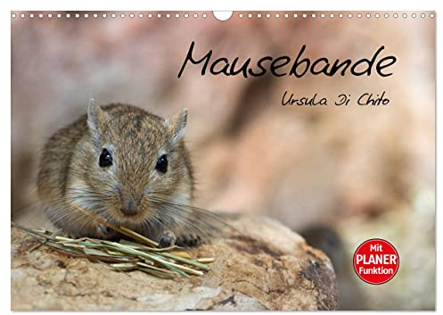 Mausebande (Wandkalender 2026 DIN A3 quer), CALVENDO Monatskalender: Ein Kalender mit kleinen niedlichen Mäusen (CALVENDO Tiere)