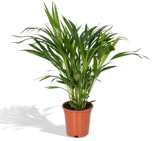 La Green Touch - Palmier Areca - Plante d'intérieur - Pot 17cm, Hauteur 60 cm