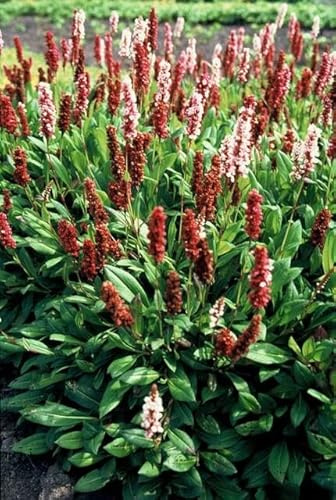 Schneckenknöterich Persicaria aff. 'Darjeeling Red' – 10-25cm – Ø9cm – 12 Pflanzen – Leuchtend Rotes Laub – Pflegeleicht & Winterhart – Beete & Gartenränder