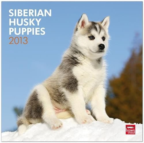 Siberian Husky Puppies 2013: Husky Welpen (Wall-Kalender)