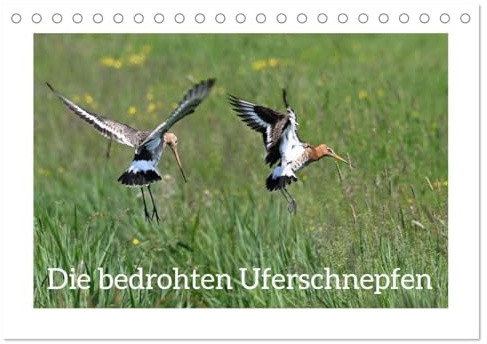 Die bedrohten Uferschnepfen (Tischkalender 2026 DIN A5 quer), CALVENDO Monatskalender: Naturdokumentation des ganz alltäglichen Lebens der Uferschnepfen. (CALVENDO Tiere)