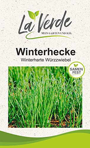 Winterhecke Zwiebelsamen