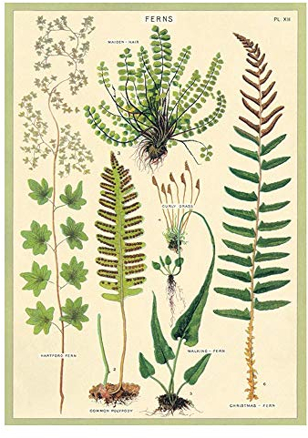 Cavallini - Wickeln Sie Poster Farne 20 x 28 Zoll