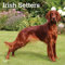 Irish Setters 2020 Calendar