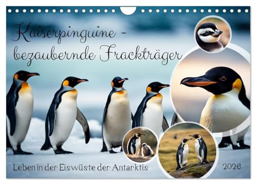 Kaiserpinguine - bezaubernde Frackträger (Wandkalender 2026 DIN A4 quer), CALVENDO Monatskalender: Leben in der Eiswüste der Antarktis (CALVENDO Tiere)