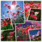 Mohnblumensamen (50g = 400000 +) Unbeschwerter Outdoor-Blumensamen, Mais, Mohn, Frühling und Herbst, Rustikaler Garten, Garten, Balkon, Topfpflanze (10g)