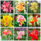 Zwerg-Canna-Lilien-Zwiebeln – 6 Stück (Mischung) – Blumenzwiebeln, ideal für kleine Gärten und dekorative Innenräume, exotische Canna-Lilien-Zwiebeln für Ihren Garten