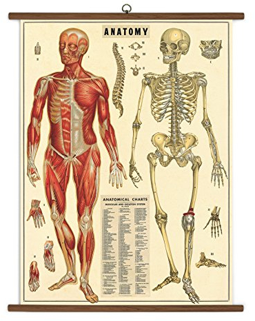 Cavallini Papers Anatomie Vintage Schultafel