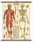 Cavallini Papers Anatomie Vintage Schultafel