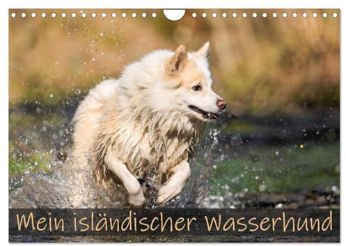 Mein isländischer Wasserhund (Wandkalender 2026 DIN A4 quer), CALVENDO Monatskalender: Vor meinem Islandhund Djarfur ist kein Gewässer sicher. (CALVENDO Tiere)