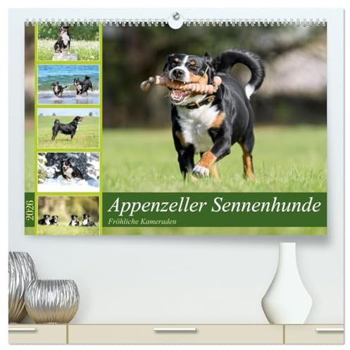 Appenzeller Sennenhunde - Fröhliche Kameraden (hochwertiger Premium Wandkalender 2026 DIN A2 quer), Kunstdruck in Hochglanz: Fröhliche und quirlige ... in ihrer ganzen Pracht. (CALVENDO Tiere)