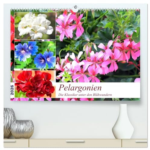 Pelargonien. Die Klassiker unter den Blühwundern (hochwertiger Premium Wandkalender 2026 DIN A2 quer), Kunstdruck in Hochglanz: Pelargonien werden ... Garten- und Balkonblumen (CALVENDO Hobbys)