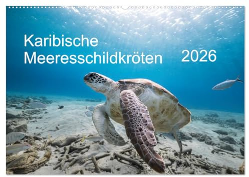 Karibische Meeresschildkröten (Wandkalender 2026 DIN A2 quer), CALVENDO Monatskalender: Magische Begegnungen unter Wasser! (CALVENDO Tiere)