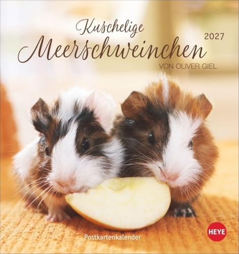 Kuschelige Meerschweinchen Postkartenkalender 2027: Kleiner Kalender mit Porträts der putzigen Nager. Jeden Monat eine neue Postkarte aus dem Fotokalender.
