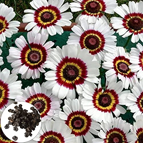 Benoon 1000 teile/beutel Bellis Perennis Samen, Blumen samen voller Vitalität leicht überleben charmante Gartenarbeit Geschenk Gras Samen für den Außenbereich Mehrfarbig