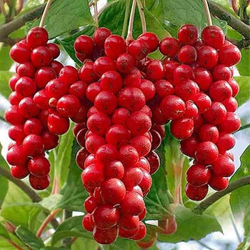 China Zitronengras Sadova No1 2L Pflanze für Anfänger und professionelle Gärtner - Ideal für Kleingarten, Garten - Schöne Pflanze mit ungewöhnlichen Blüten - Genießen Sie jeden Tag ihre Farben