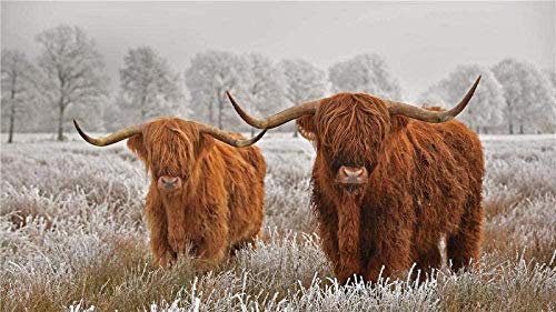 Two Highland Cows In The Grass After Snow 1000 Pieces Jigsaw Puzzle For Adults High Definition Printing Family Play Team Building