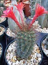 Matucana pujupatii, fiore rosso esotico fioritura cactus seme raro cactus 50 SEMI:Seeds Only