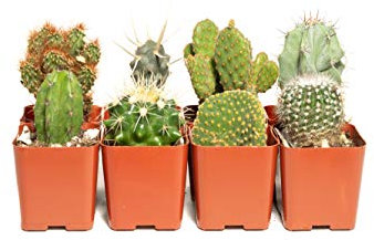 Paquete surtido de cactus (9) – Decora tu hogar/jardín con una variedad de cactus vivos saludables Jiimz