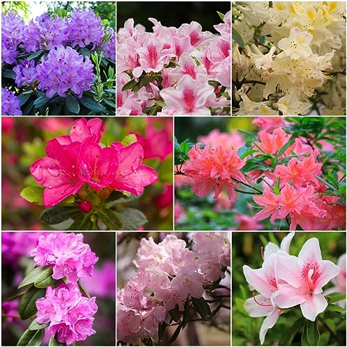 200 pcs rhododendron samen - bonsai baum,azalee winterhart,Rhododendron simsii, blumendeko garten pflanzen frühlingsblumen sommerblumen samen winterharte kübelpflanzen zimmerpflanze
