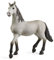 SCHLEICH 13924 Pura Raza Española Young Horse Horse Club Toy Figurine for children aged 5-12 Years