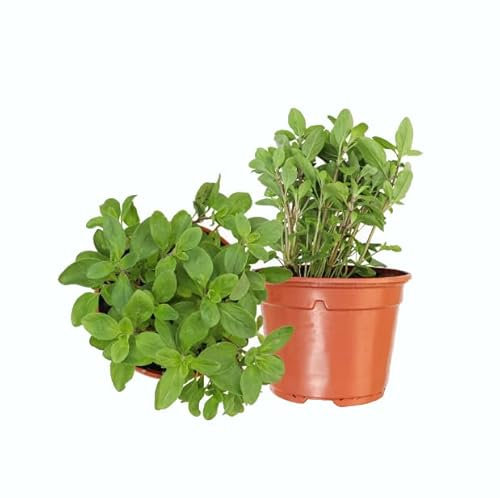 Plantas de Mejorana Orégano Italiano - DECOALIVE Set de 2 Plantas Naturales - Plantas para Cocina
