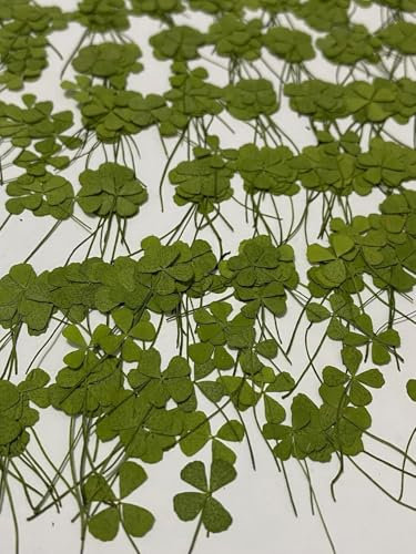 24 pcs Mini Four Leaf Clover Real Natural Dried Pressed Flowers for Resin Art Craft DIY