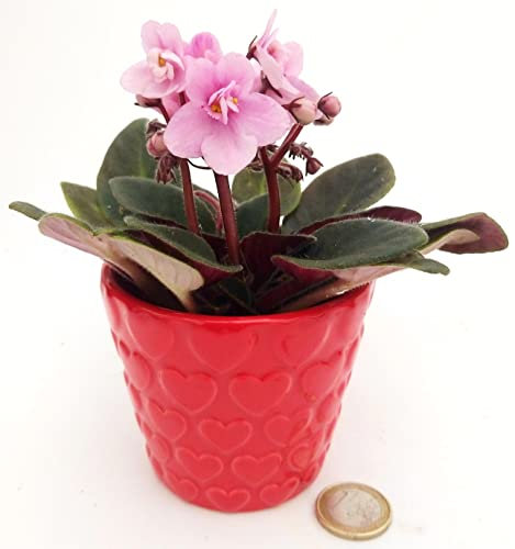 POWERS TO FLOWERS - SAINTPAULIA ROSA MICRO IN VASO CERAMICA CUORI, IDEALE PER SCRIVANIA, VASO 5,5CM, VIOLETTA AFRICANA, pianta vera