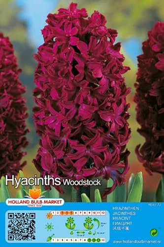 Hyazinthenzwiebeln : Hyacinthus - Hyazinthe Woodstock duftend 3 Blumenzwiebeln