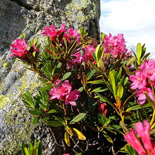 Alpenrose Rhododendron Ferrugineum 50-100 Perennial Flower Shrub Seeds.: Only seeds
